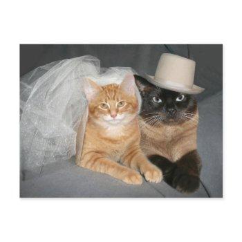 kitty bride and groom postcard